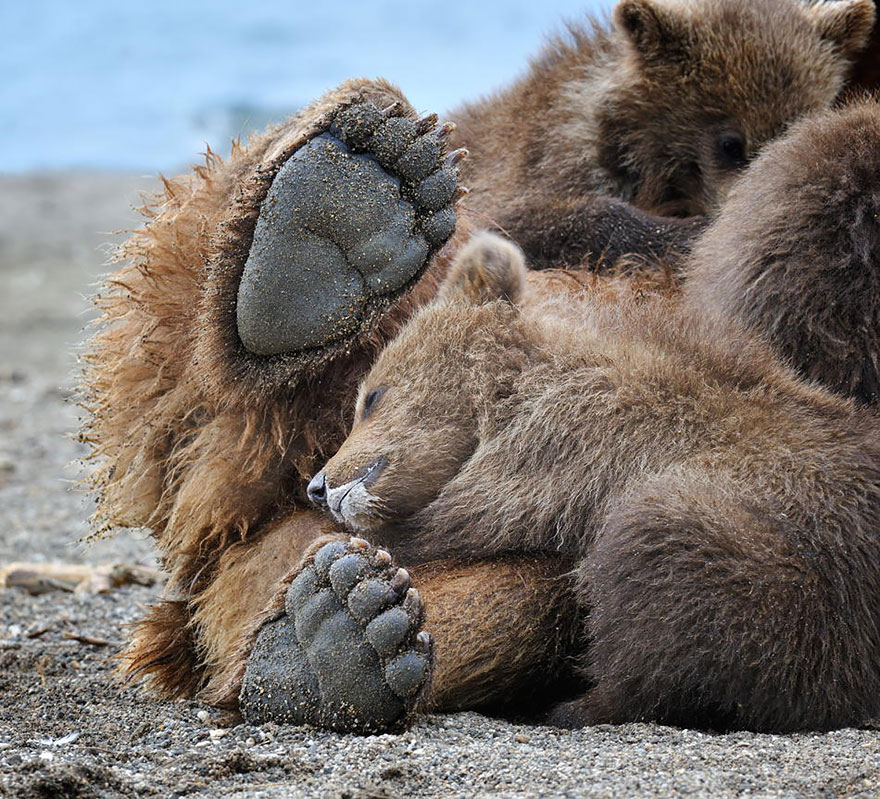 Медведицы и медвежата - 20 дивных фотографий-9