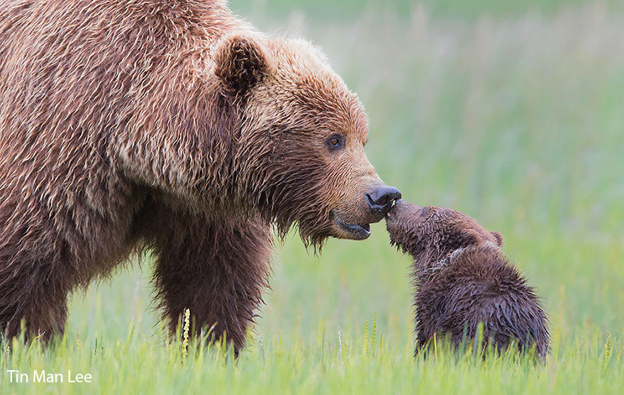 Медведицы и медвежата - 20 дивных фотографий-13