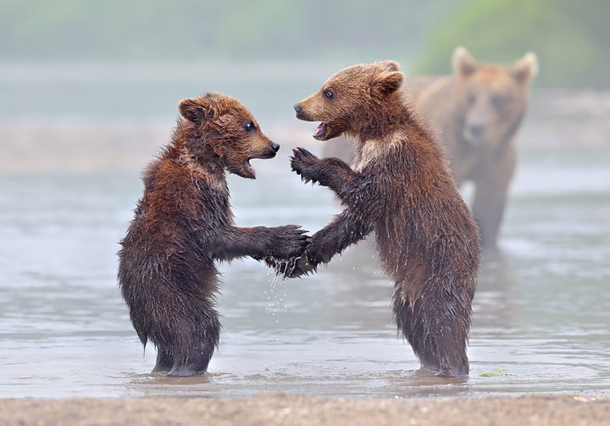 Медведицы и медвежата - 20 дивных фотографий-10
