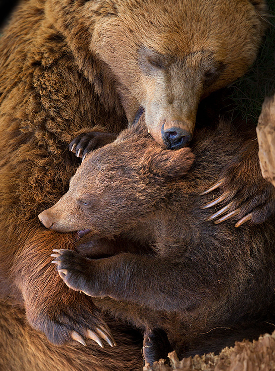 Медведицы и медвежата - 20 дивных фотографий-201