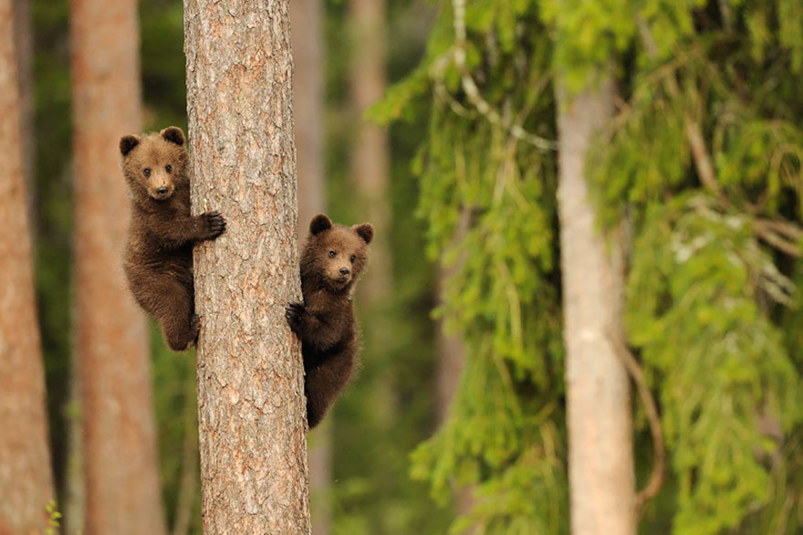 Медведицы и медвежата - 20 дивных фотографий-5