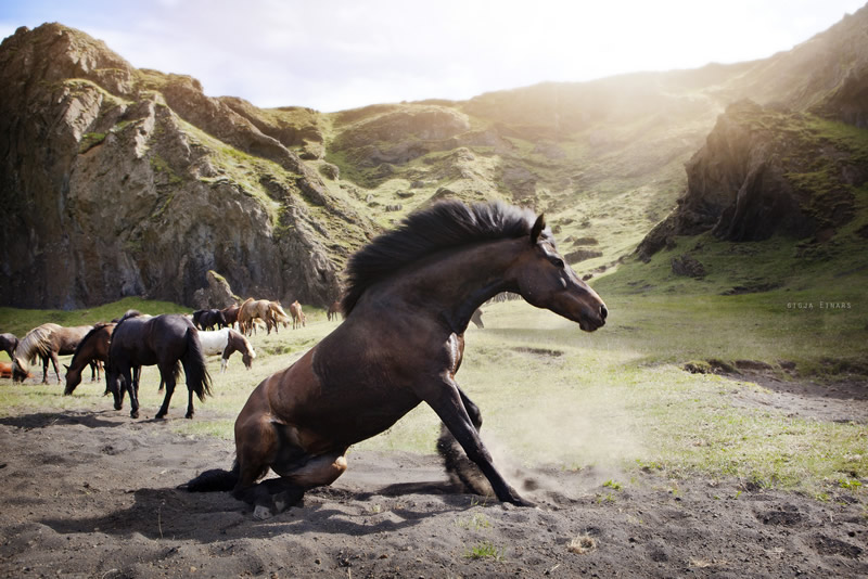 Буйная красота исландских лошадей. Фотограф Gigja Einarsdottir