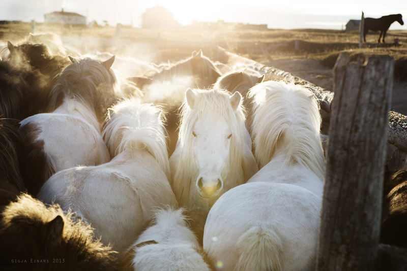 Буйная красота исландских лошадей. Фотограф Gigja Einarsdottir