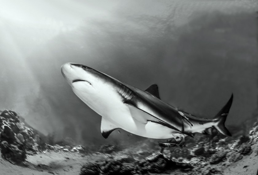 Страшные и прекрасные акулы - 22 фотографии