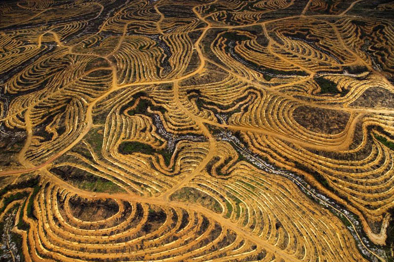 Пальмовые плантации, Борнео, Индонезия