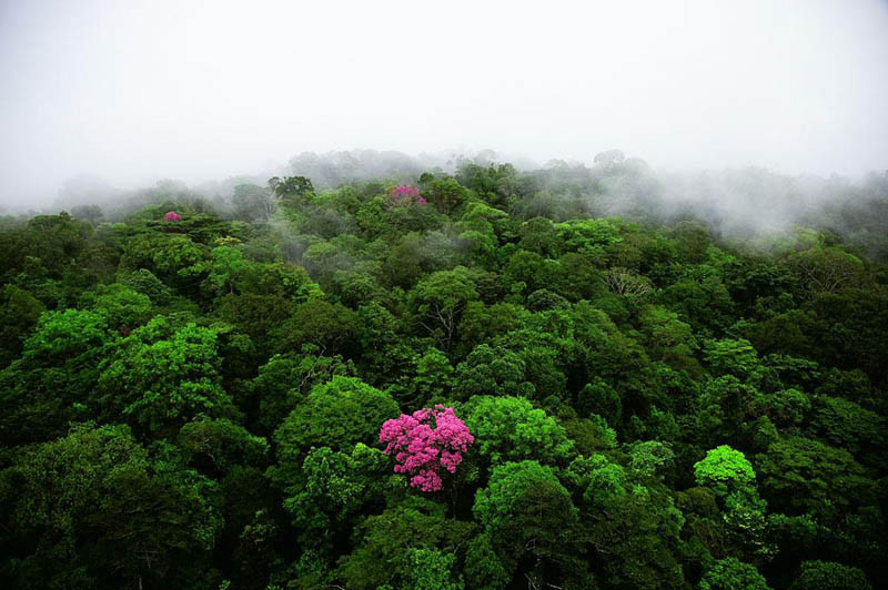 Розовое эбеновое дерево на горе Кау во Французской Гвиане