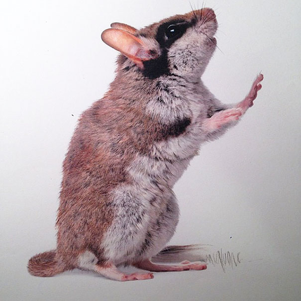 Гиперреалистичные рисунки животных от Карлы Миалинн-24