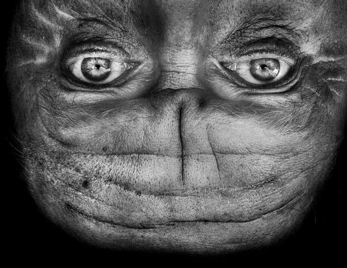 Перевёрнутые лица или инопланетные портреты Анелии Лубсер-6
