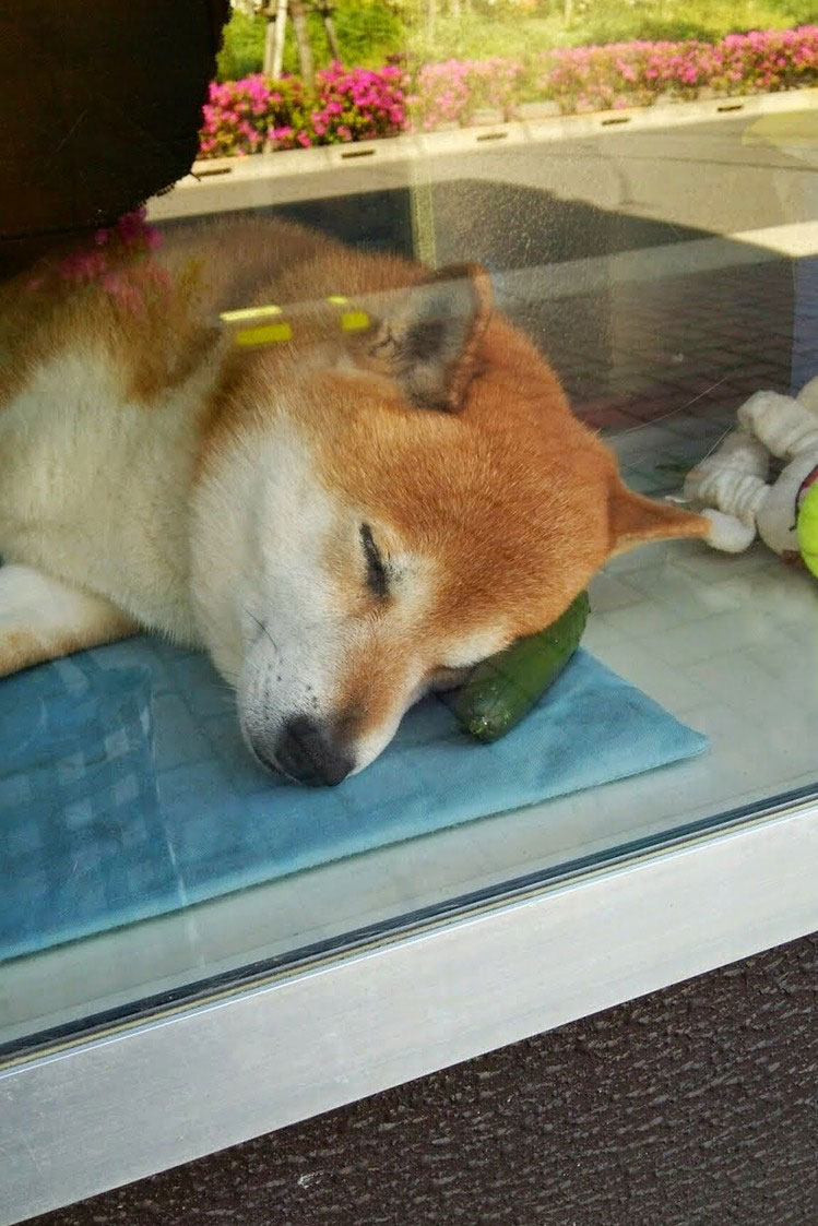 Этот пёс самый очаровательный продавец в Японии - видео-5