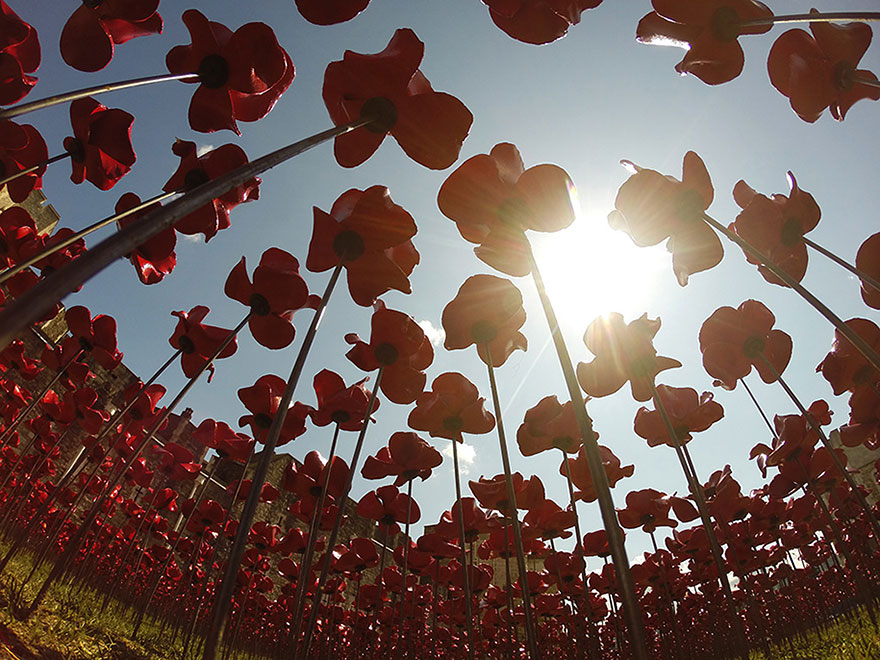 888246 маков окружат Лондонский Тауэр в память о погибших солдатах Первой мировой войны-10