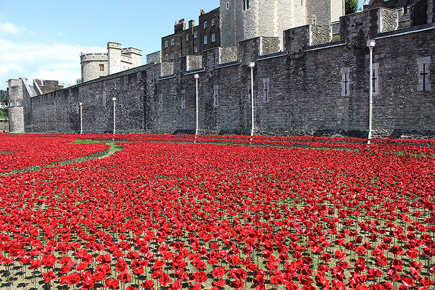 888246 маков окружат Лондонский Тауэр в память о погибших солдатах Первой мировой войны-2
