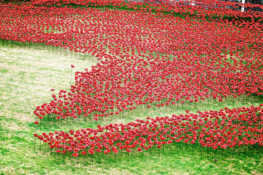888246 маков окружат Лондонский Тауэр в память о погибших солдатах Первой мировой войны-5