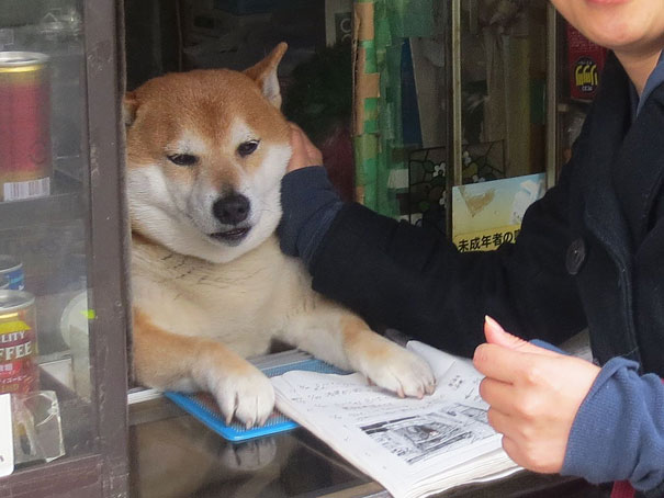 Этот пёс самый очаровательный продавец в Японии - видео-2