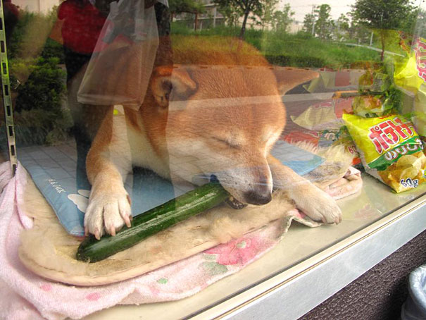 Этот пёс самый очаровательный продавец в Японии - видео-4