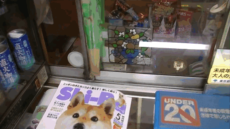 Этот пёс самый очаровательный продавец в Японии - видео-gif