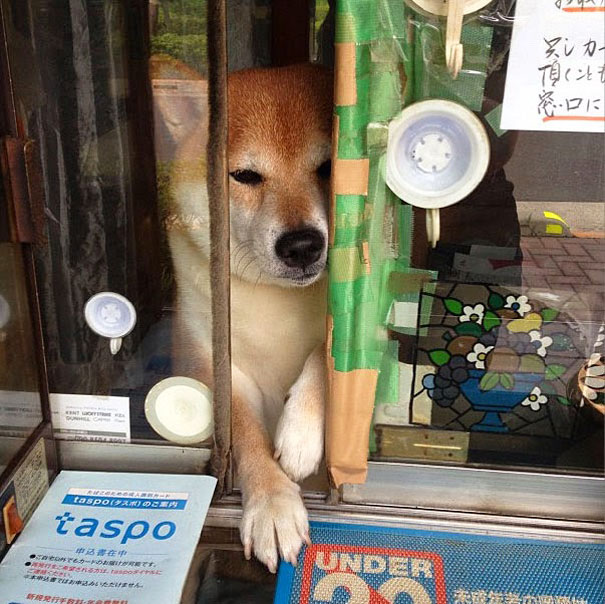 Этот пёс самый очаровательный продавец в Японии - видео-7