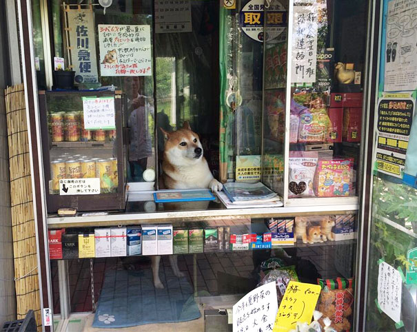 Этот пёс самый очаровательный продавец в Японии - видео-1