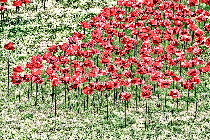 888246 маков окружат Лондонский Тауэр в память о погибших солдатах Первой мировой войны-9