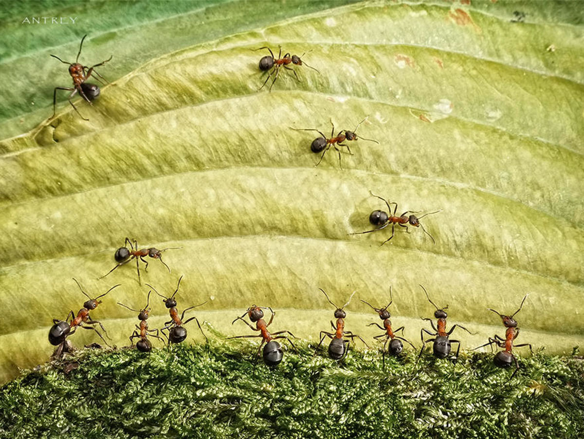 Захватывающие муравьиные приключения в макрофотографиях Андрея Павлова37