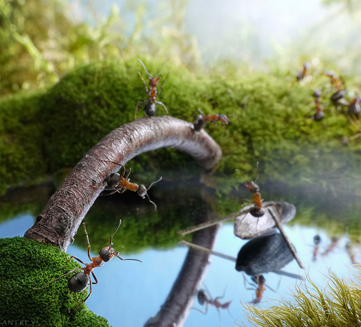 Захватывающие муравьиные приключения в макрофотографиях Андрея Павлова28