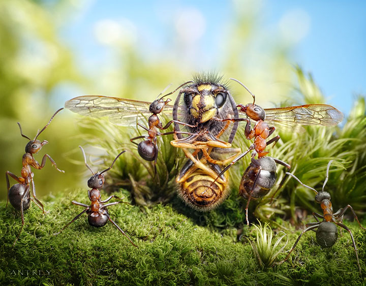 Захватывающие муравьиные приключения в макрофотографиях Андрея Павлова21