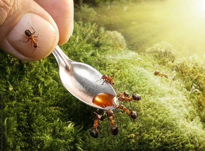 Захватывающие муравьиные приключения в макрофотографиях Андрея Павлова11