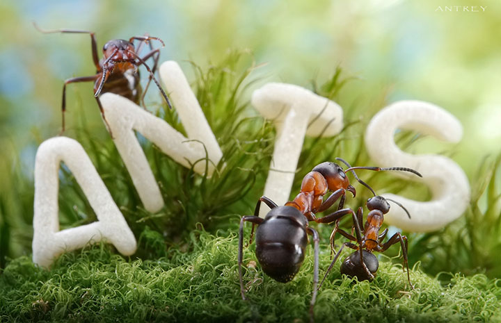 Захватывающие муравьиные приключения в макрофотографиях Андрея Павлова29