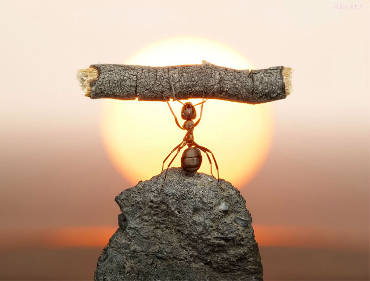 Захватывающие муравьиные приключения в макрофотографиях Андрея Павлова14
