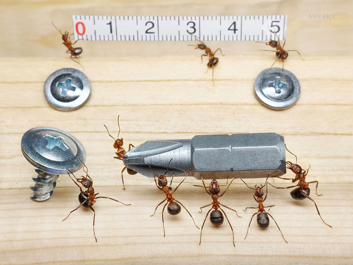 Захватывающие муравьиные приключения в макрофотографиях Андрея Павлова33
