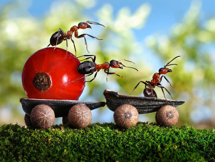 Захватывающие муравьиные приключения в макрофотографиях Андрея Павлова13