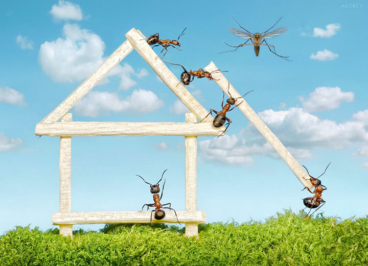 Захватывающие муравьиные приключения в макрофотографиях Андрея Павлова9