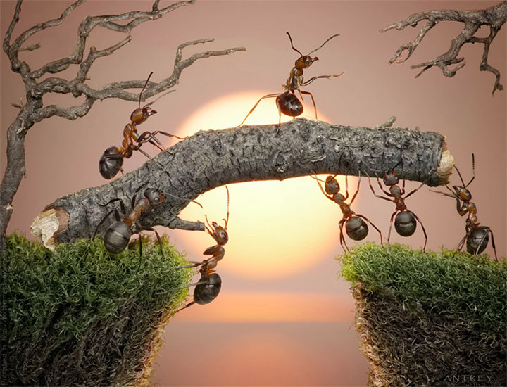 Захватывающие муравьиные приключения в макрофотографиях Андрея Павлова1