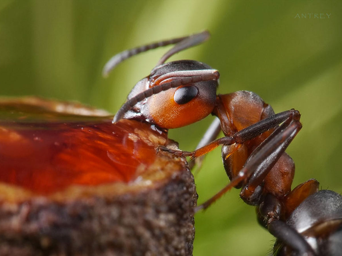 Захватывающие муравьиные приключения в макрофотографиях Андрея Павлова38