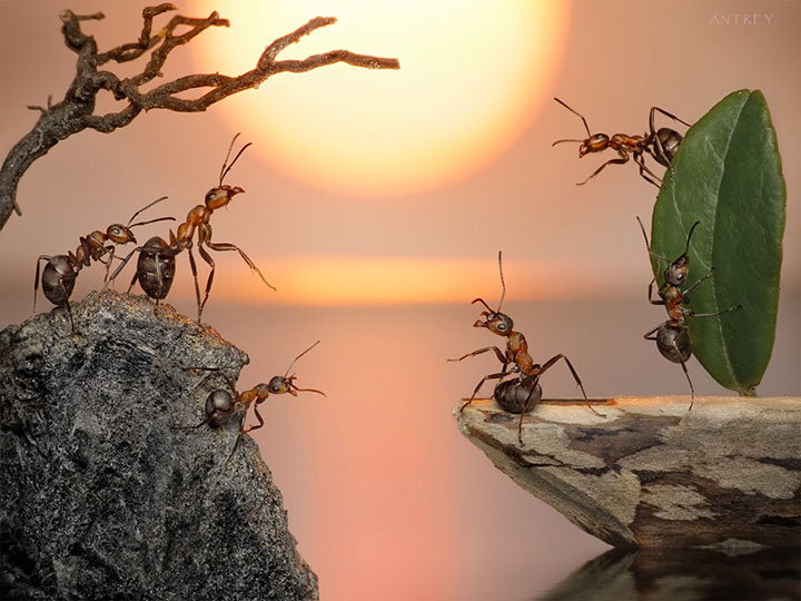 Захватывающие муравьиные приключения в макрофотографиях Андрея Павлова16