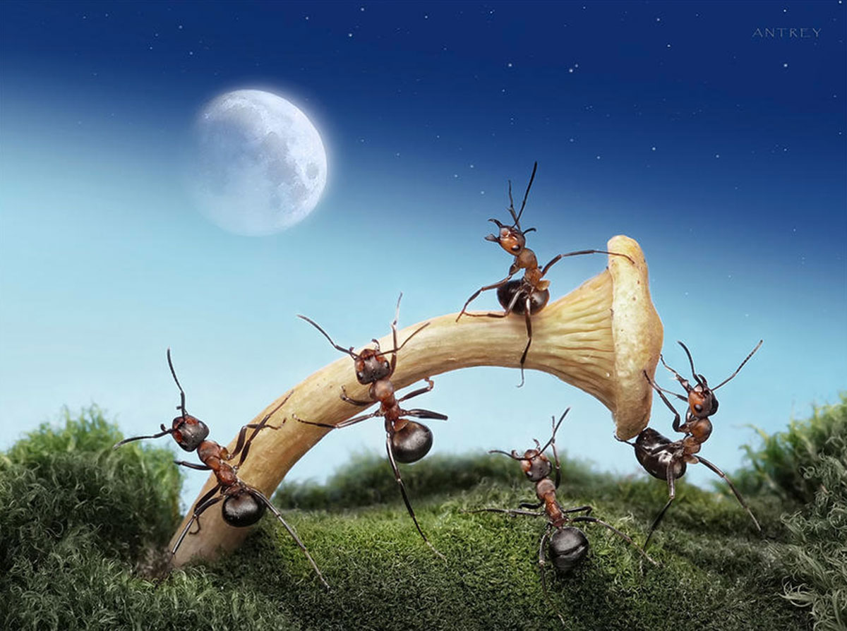 Захватывающие муравьиные приключения в макрофотографиях Андрея Павлова32