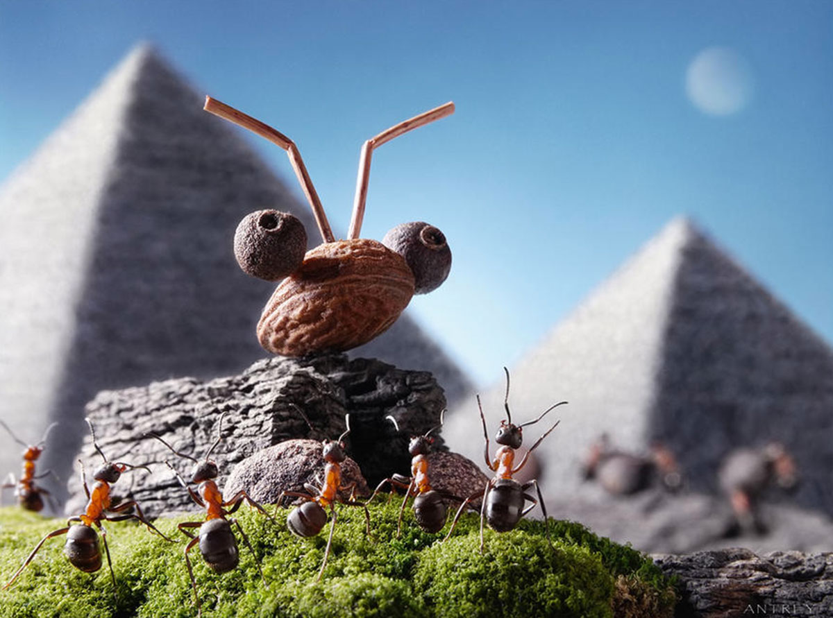 Захватывающие муравьиные приключения в макрофотографиях Андрея Павлова36