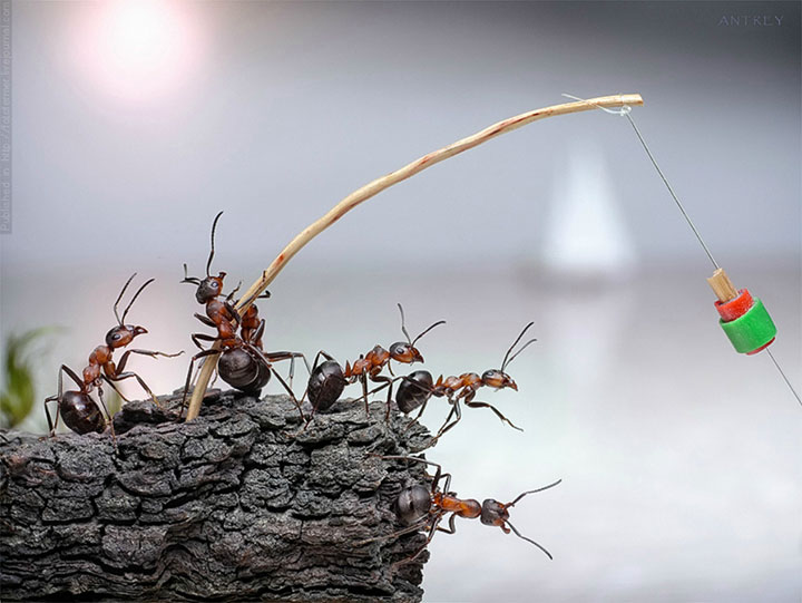 Захватывающие муравьиные приключения в макрофотографиях Андрея Павлова25