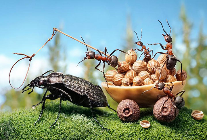 Захватывающие муравьиные приключения в макрофотографиях Андрея Павлова6