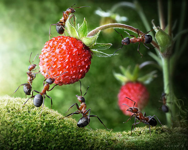 Захватывающие муравьиные приключения в макрофотографиях Андрея Павлова3