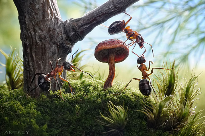 Захватывающие муравьиные приключения в макрофотографиях Андрея Павлова8