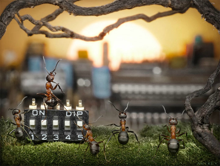 Захватывающие муравьиные приключения в макрофотографиях Андрея Павлова12