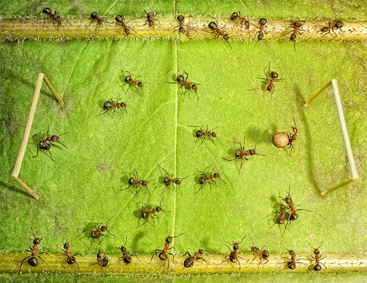 Захватывающие муравьиные приключения в макрофотографиях Андрея Павлова20