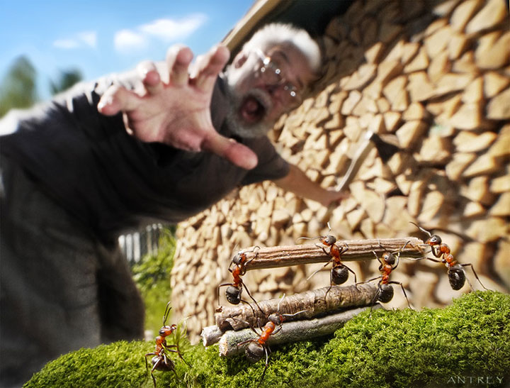 Захватывающие муравьиные приключения в макрофотографиях Андрея Павлова19