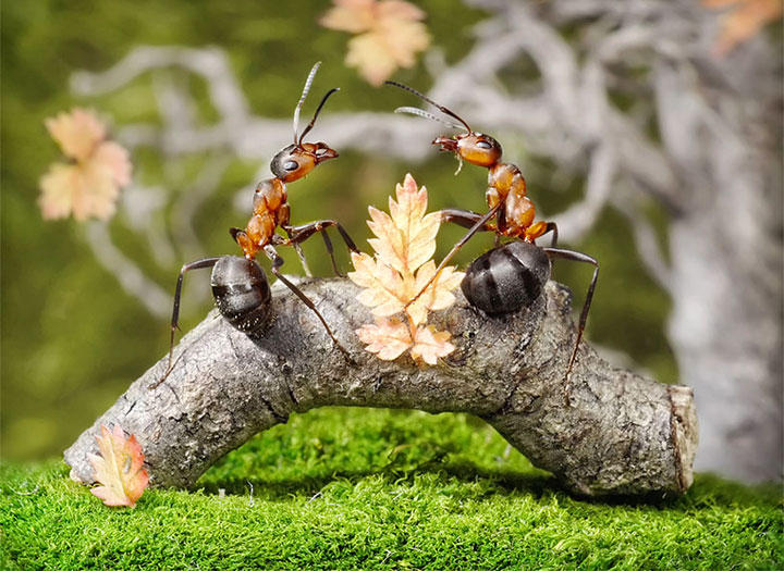 Захватывающие муравьиные приключения в макрофотографиях Андрея Павлова24