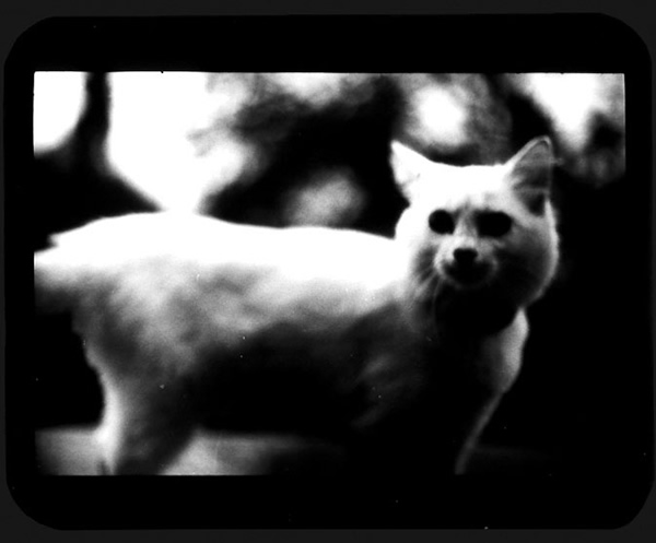 Животные в уникальных чёрно-белых фотографиях Джакомо Брунелли