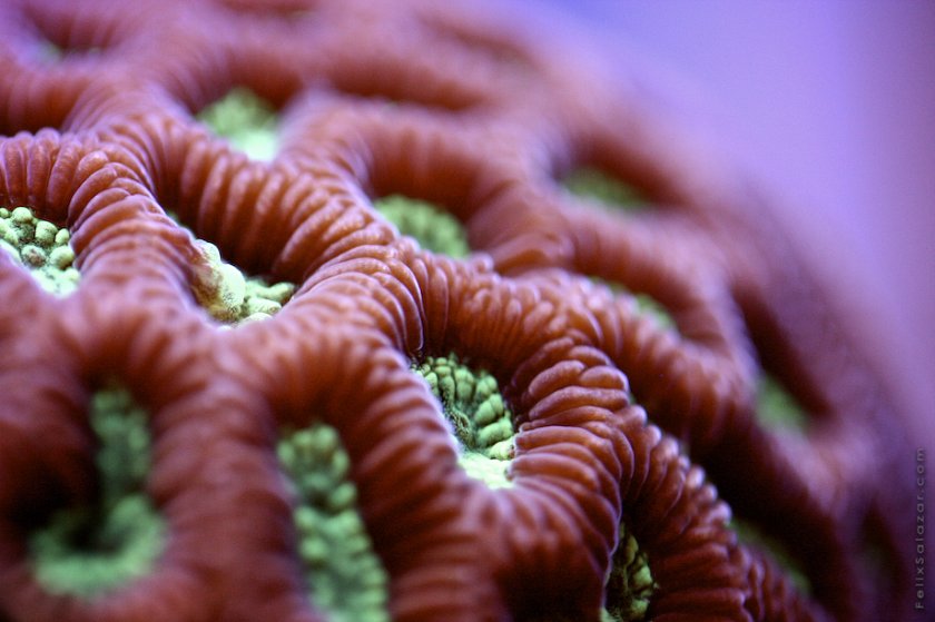 Фантастические макрофотографии коралловых рифов Феликса Салазара