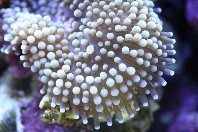 Фантастические макрофотографии коралловых рифов Феликса Салазара
