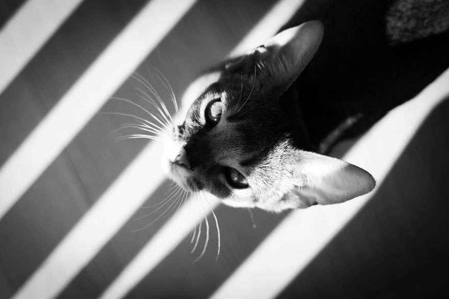 Таинственная кошачья жизнь в чёрно-белых фотографиях-3