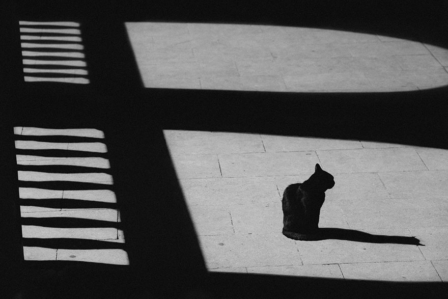 Таинственная кошачья жизнь в чёрно-белых фотографиях-33
