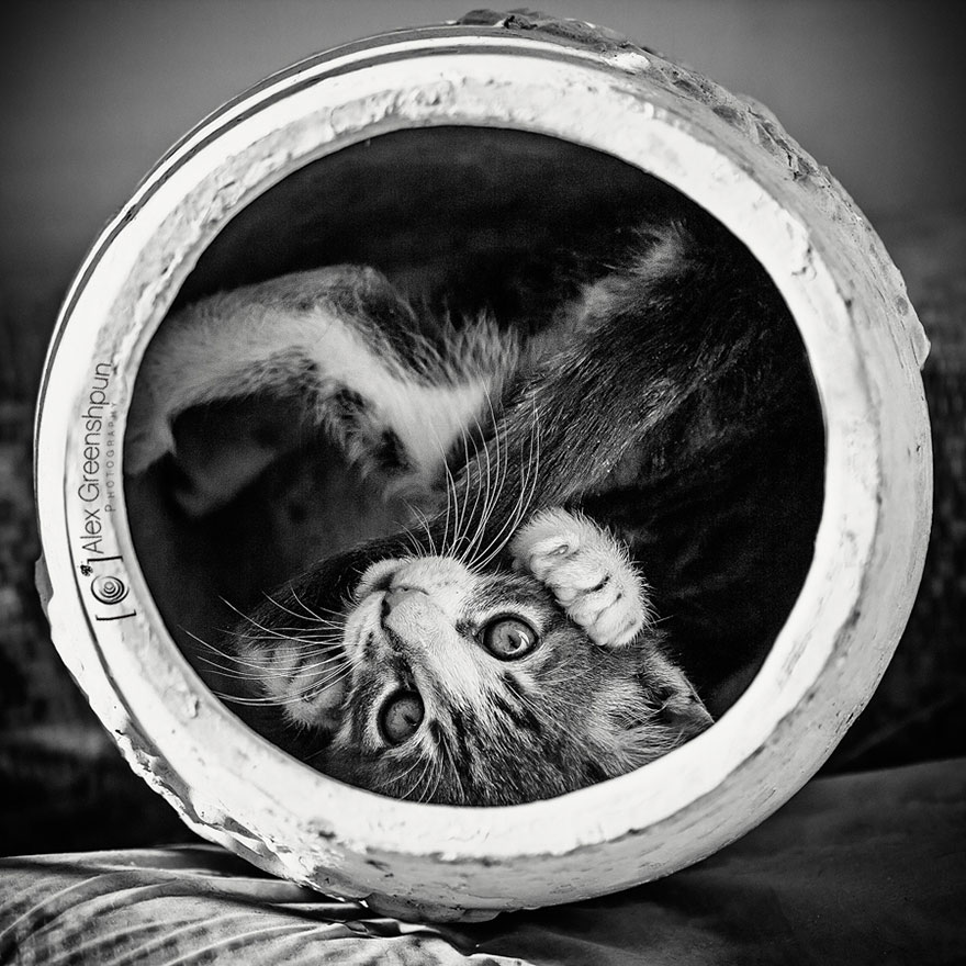 Таинственная кошачья жизнь в чёрно-белых фотографиях-6